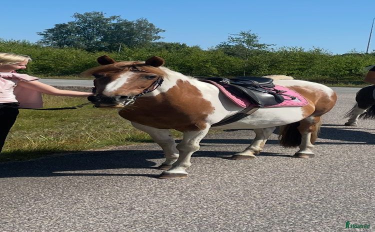  hästar i Ballingslöv - Annons 13