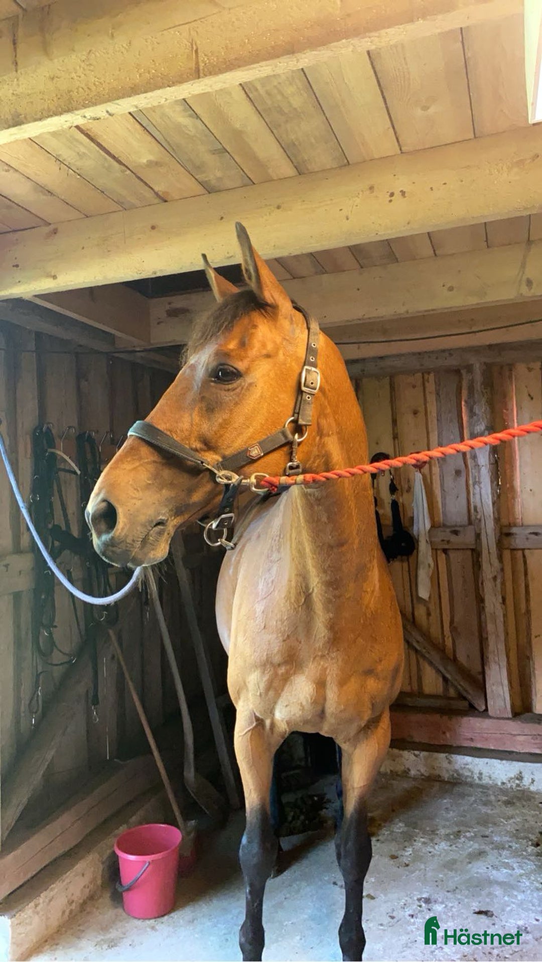 Hoppning hästar till salu: Trevlig valack i Rödeby - Annons 1