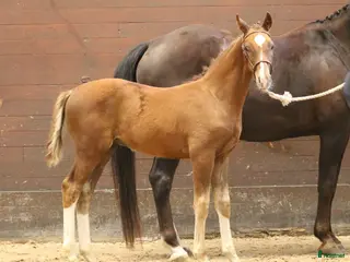 hästar Hingst med det lilla extra i Östervåla - Annons 19