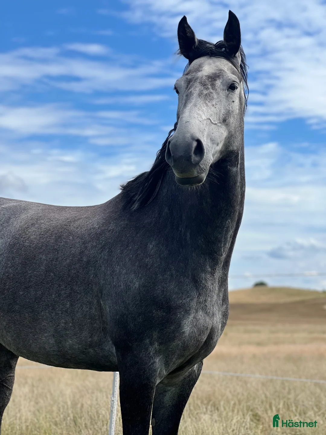 Hoppning hästar till salu: Sto med mkt kapacitet, projekt eller avel i Kågeröd - Annons 1