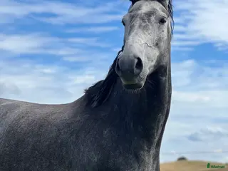 hästar Sto med mkt kapacitet, projekt eller avel i Kågeröd - Annons 7