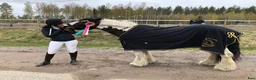 Allround hästar till salu: Dräktigt irish cob sto med stoföl vid sida  - Annons 9