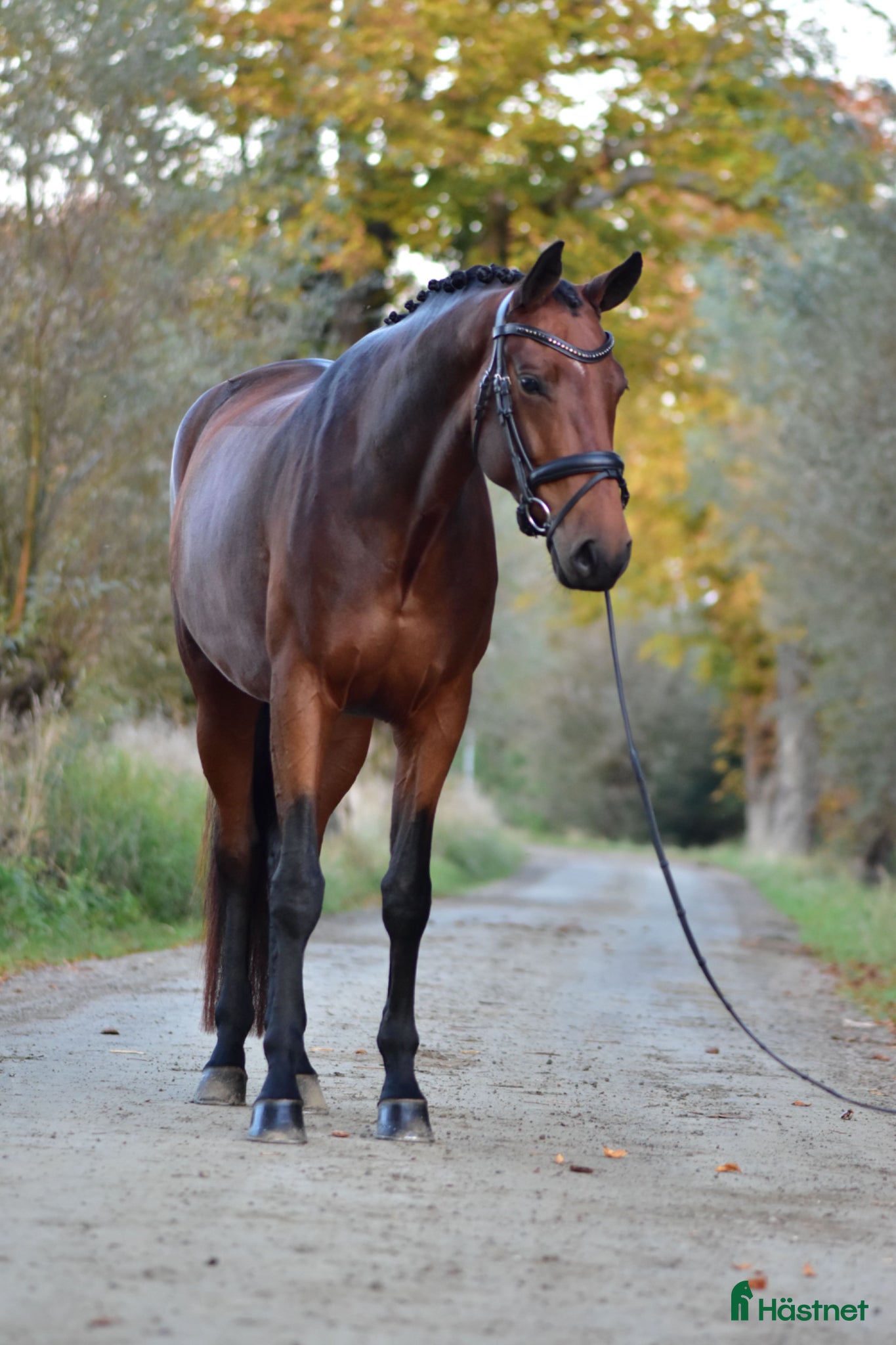  hästar Lovande dressyrsto - Annons 6