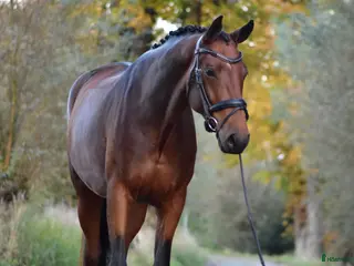 hästar Lovande dressyrsto - Annons 6