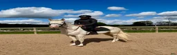 Allround hästar till salu: 🤍Drömponnyn🤍 - Annons 2
