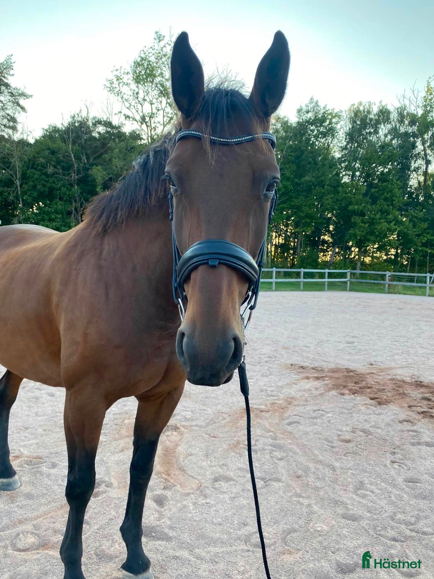  hästar till salu: Trevlig och välskolad valack - Annons 13
