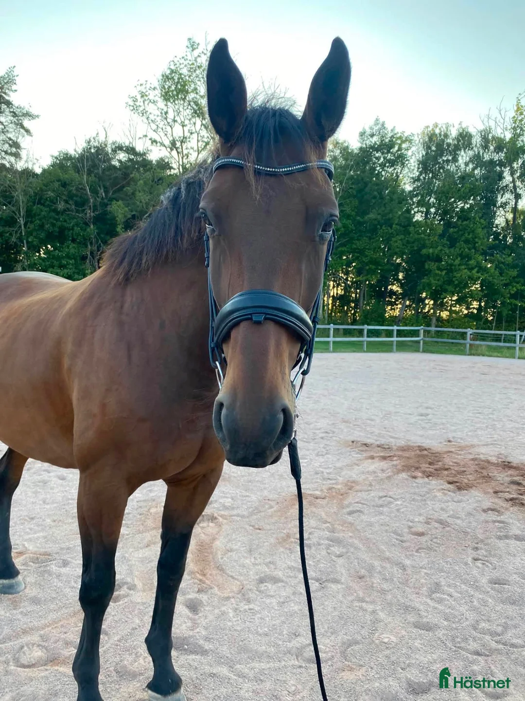 Allround hästar till salu: Trevlig och välskolad valack - Annons 1