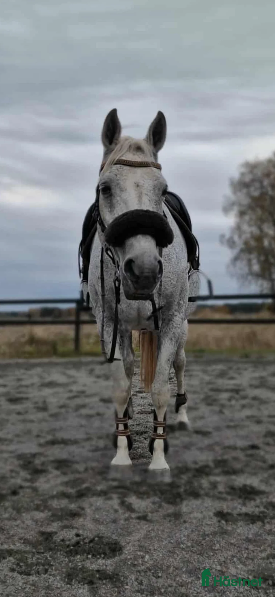 Allround hästar till salu: Speciellt sto för allround  i Eskilstuna - Annons 1