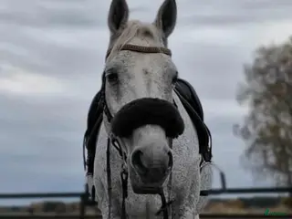 hästar Speciellt sto för allround i Eskilstuna - Annons 17