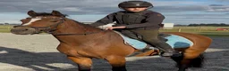 Allround hästar till salu: Elvis söker en ny bästa vän  i Trelleborg - Annons 6