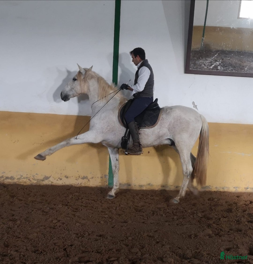 Dressyr hästar till salu: Vacker PRE valack i Conil de la Frontera - Annons 3