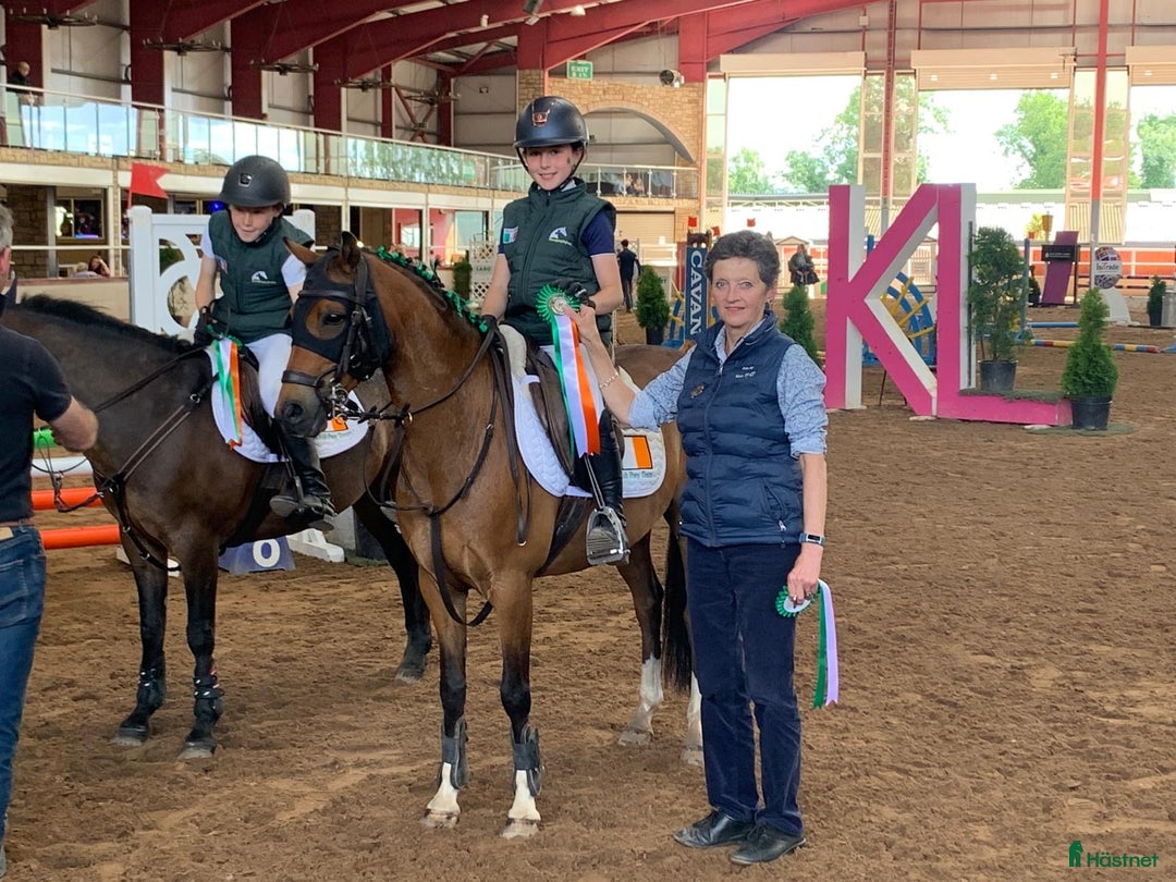 Hoppning hästar till salu: Top 128 pony, record to 1m!!!  i Stockholm - Bild 9