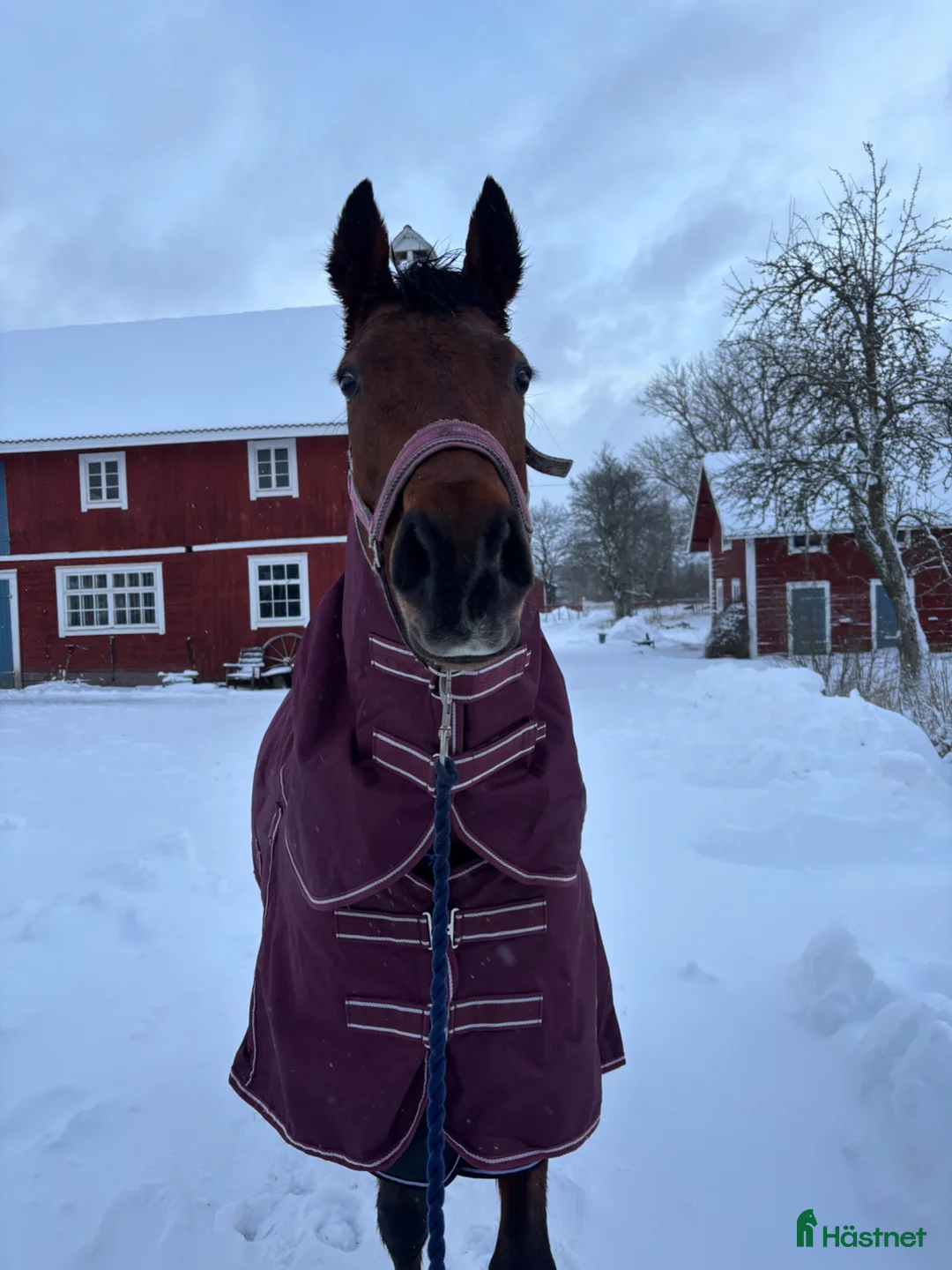 Hoppning hästar till salu: 5 årigt sto  i Västerås - Annons 4