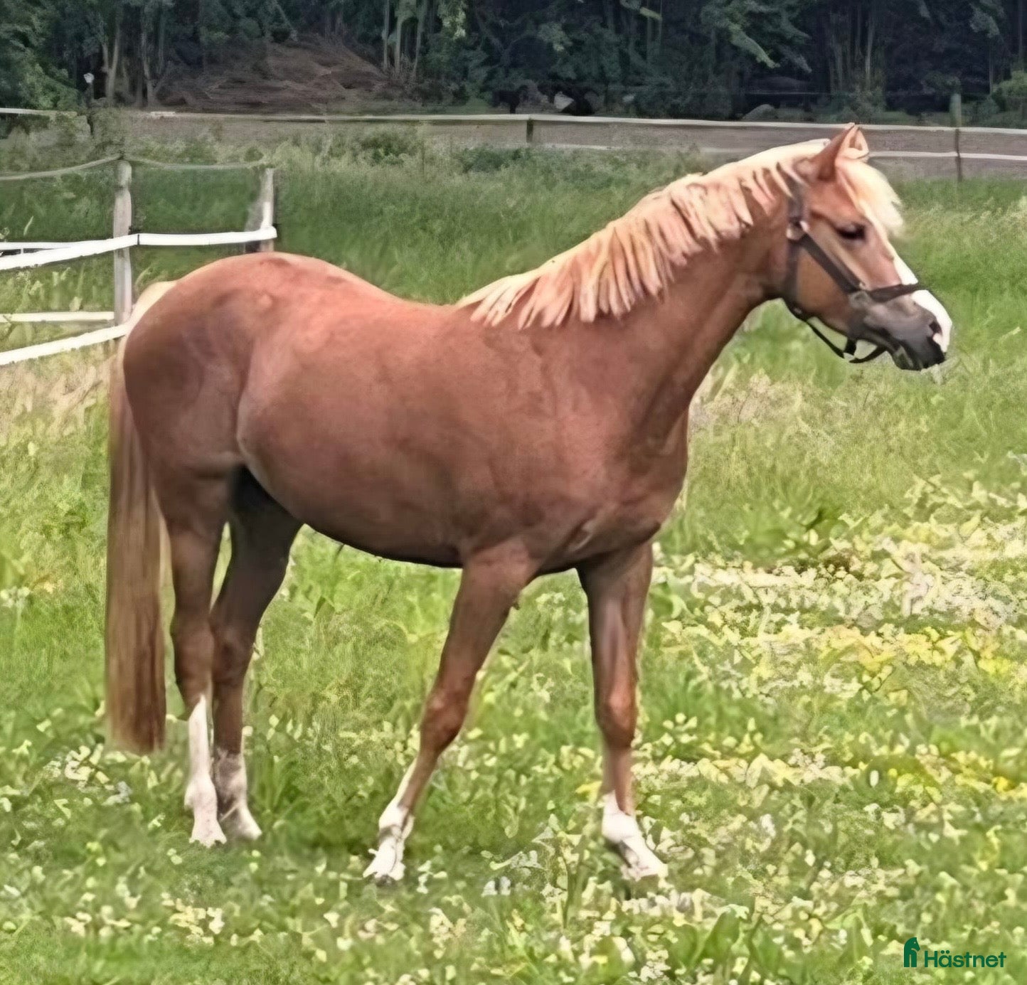  hästar Gudesmuk Guld pony sælges! - Annons 8
