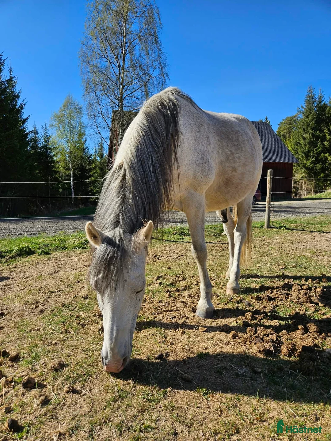 Allround hästar till salu: Basjkir i Knislinge - Annons 2