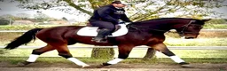 Allround hästar till salu: Hera-6-yo-Silesian Mare |168 cm| Calm&Easy to Ride - Annons 10