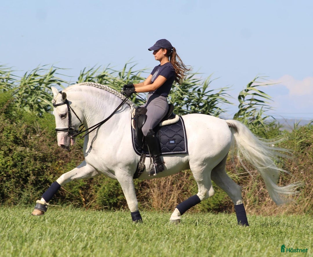 Dressyr hästar till salu: SÅLD - Vacker PRE läromästare - Annons 1
