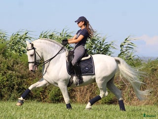 Dressyr hästar till salu: SÅLD - Vacker PRE läromästare - Annons 2