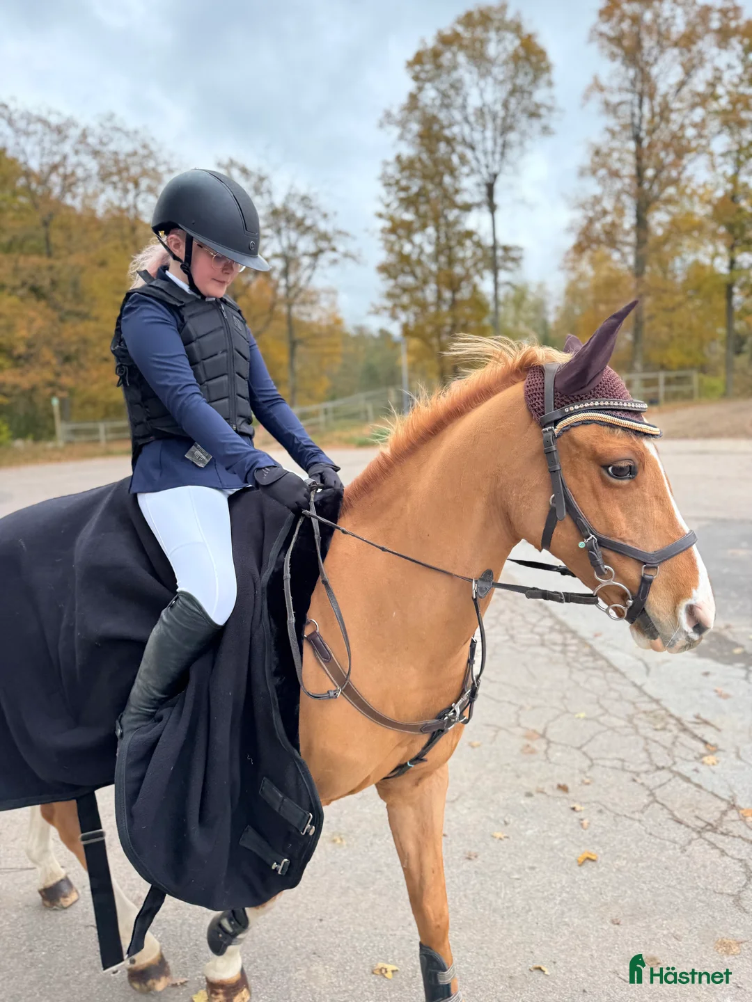 Hoppning hästar till salu: Snäll & snygg c-ponny som gått de stora klasserna - Annons 5