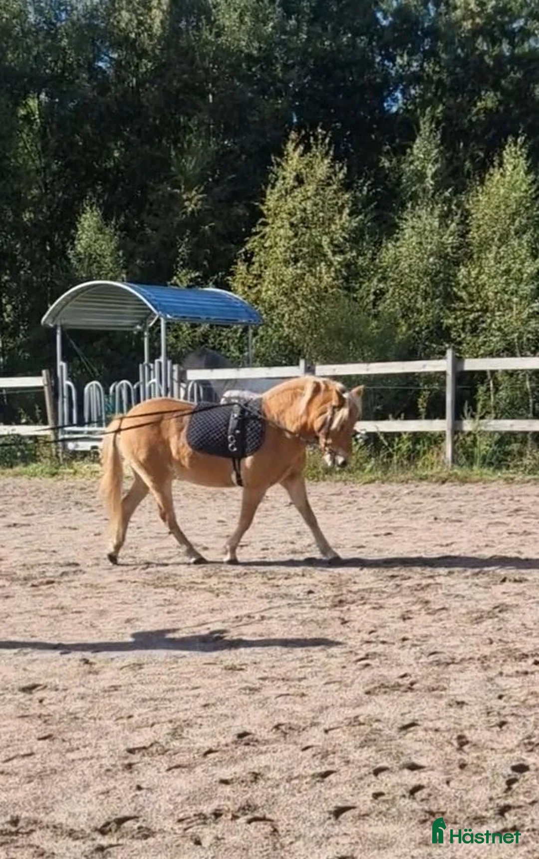 Sällskap hästar till salu: Socialt sto - Annons 2