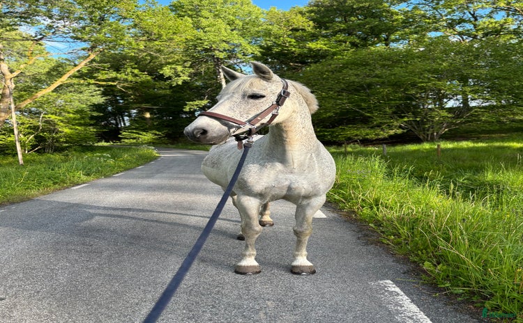  hästar i Sätila - Annons 11