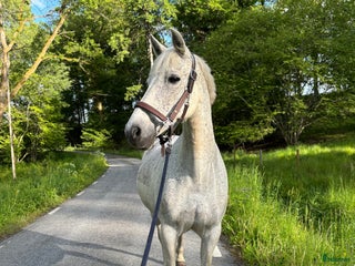 Allround hästar till salu i Sätila - Annons 1