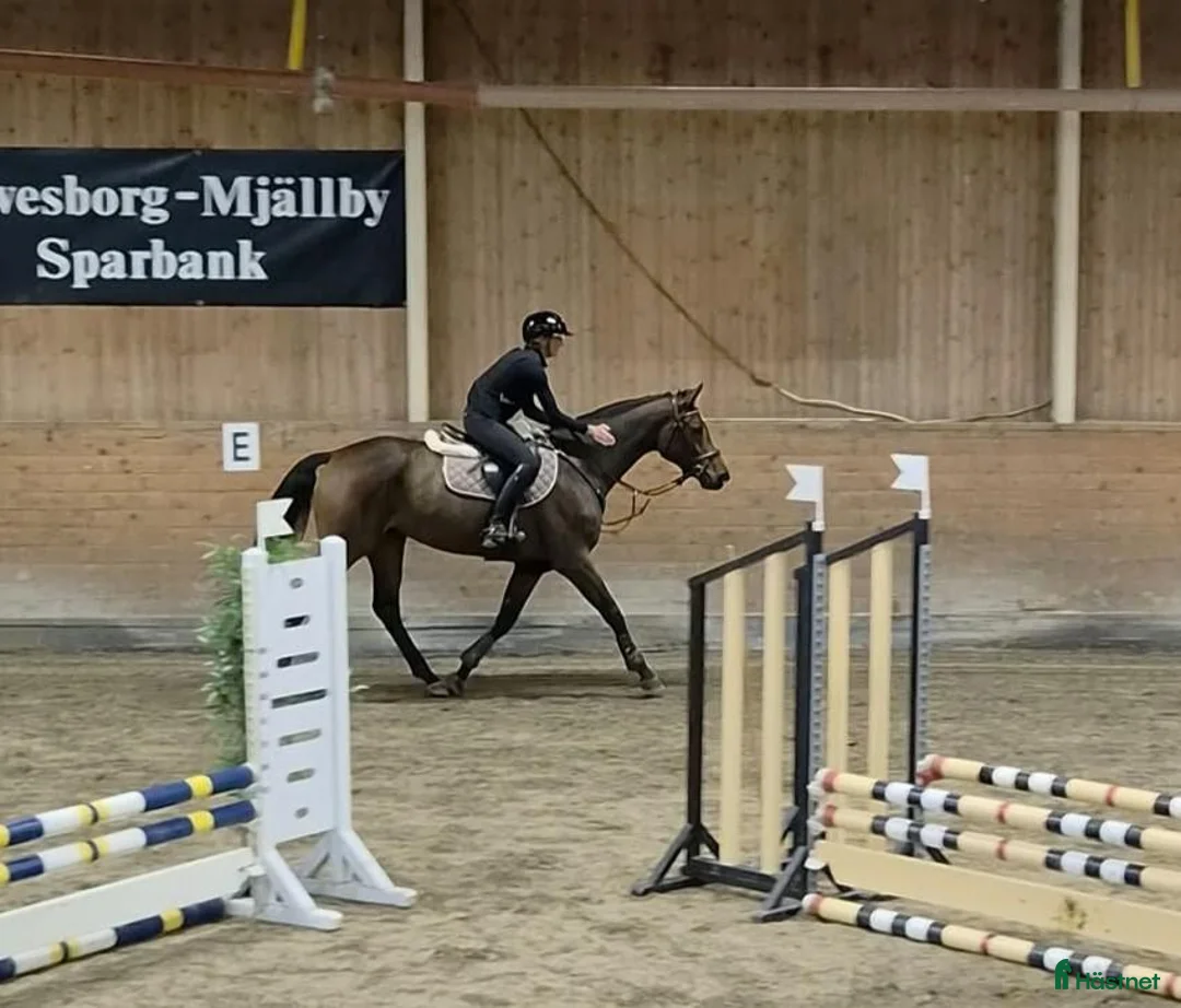 Hoppning hästar till salu: Lovande 4årigt sto med fantastisk prestationsstam! - Annons 2