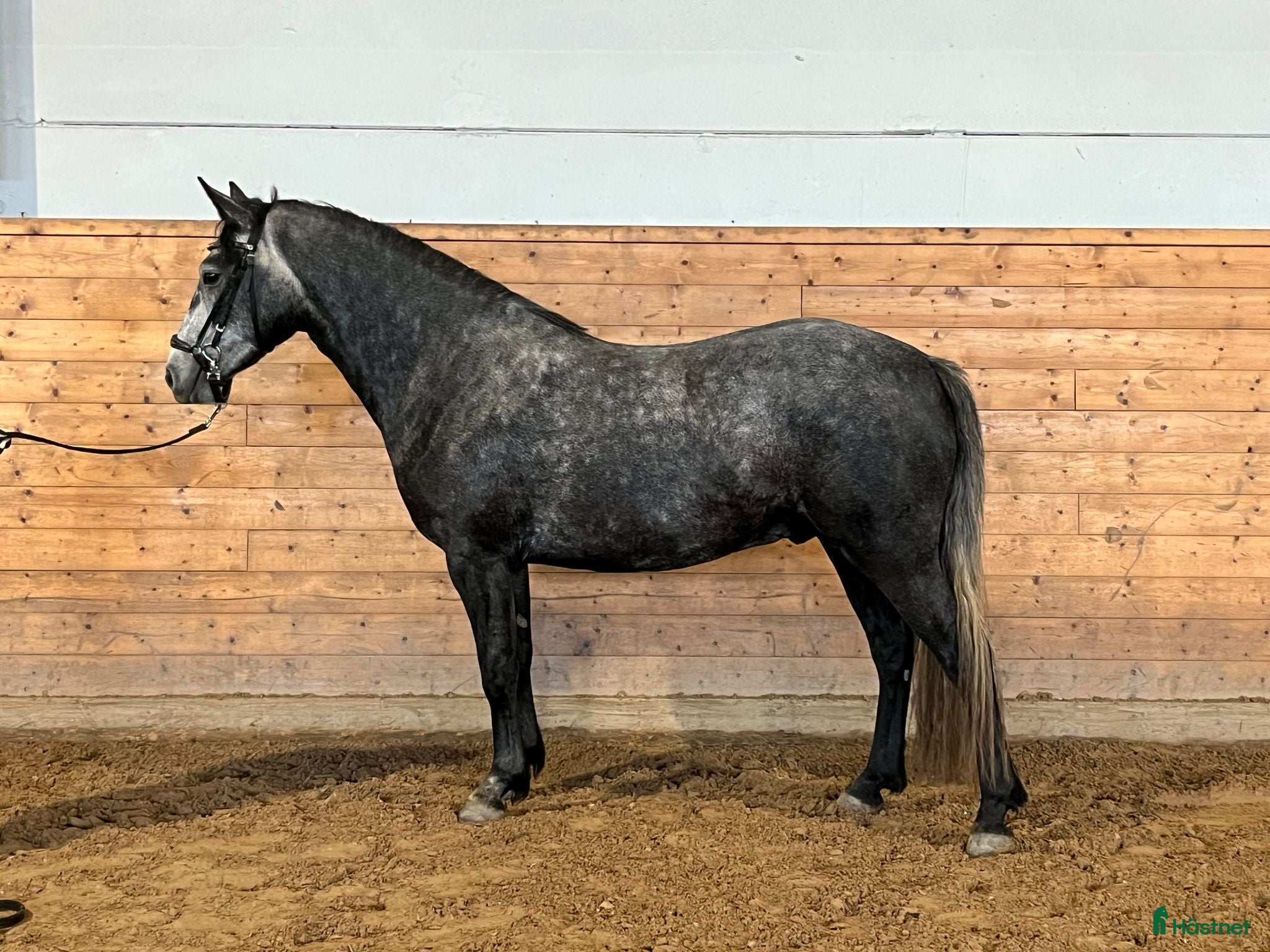 Allround hästar till salu: Välutvecklad connemara u vinnare hoppchamp - Annons 1