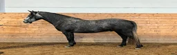 Allround hästar till salu: Välutvecklad connemara u vinnare hoppchamp - Annons 1