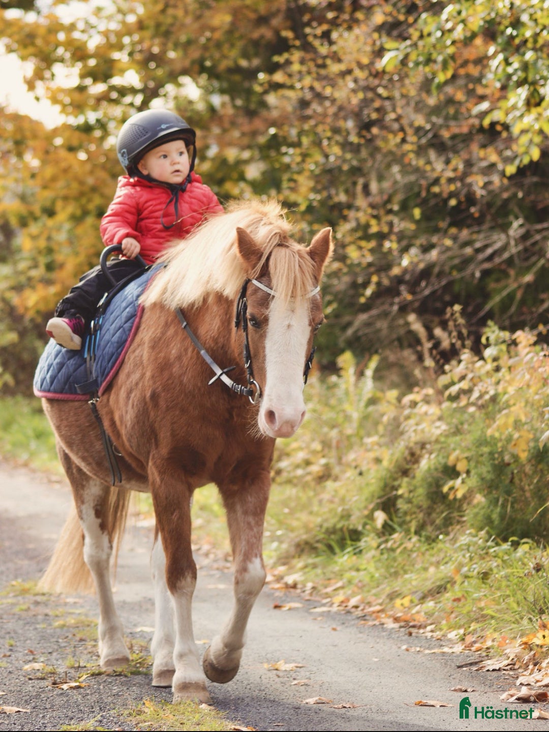 Allround hästar sökes: Läromästare  i Månsarp - Annons 1