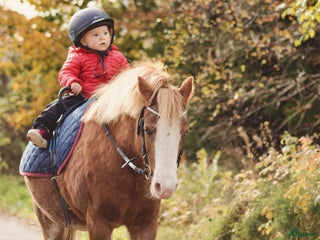 hästar Läromästare i Månsarp - Annons 12