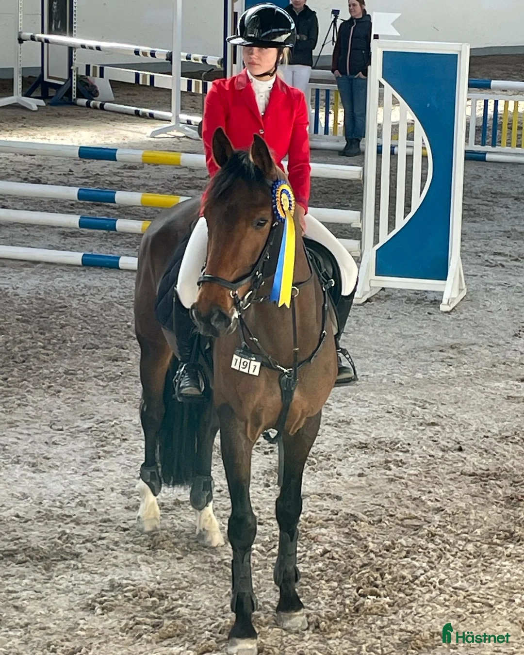 Hoppning hästar till salu: Lyxig sporthäst i Falkenberg - Annons 1