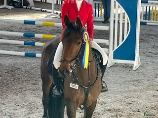 hästar Lyxig sporthäst i Falkenberg - Annons 16