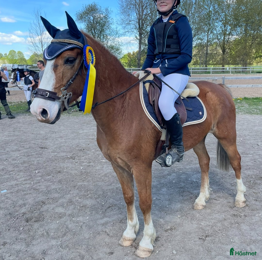 Hoppning hästar till salu: Talangfull hopponny, WE, även lite körd  i Kalvsvik - Annons 2