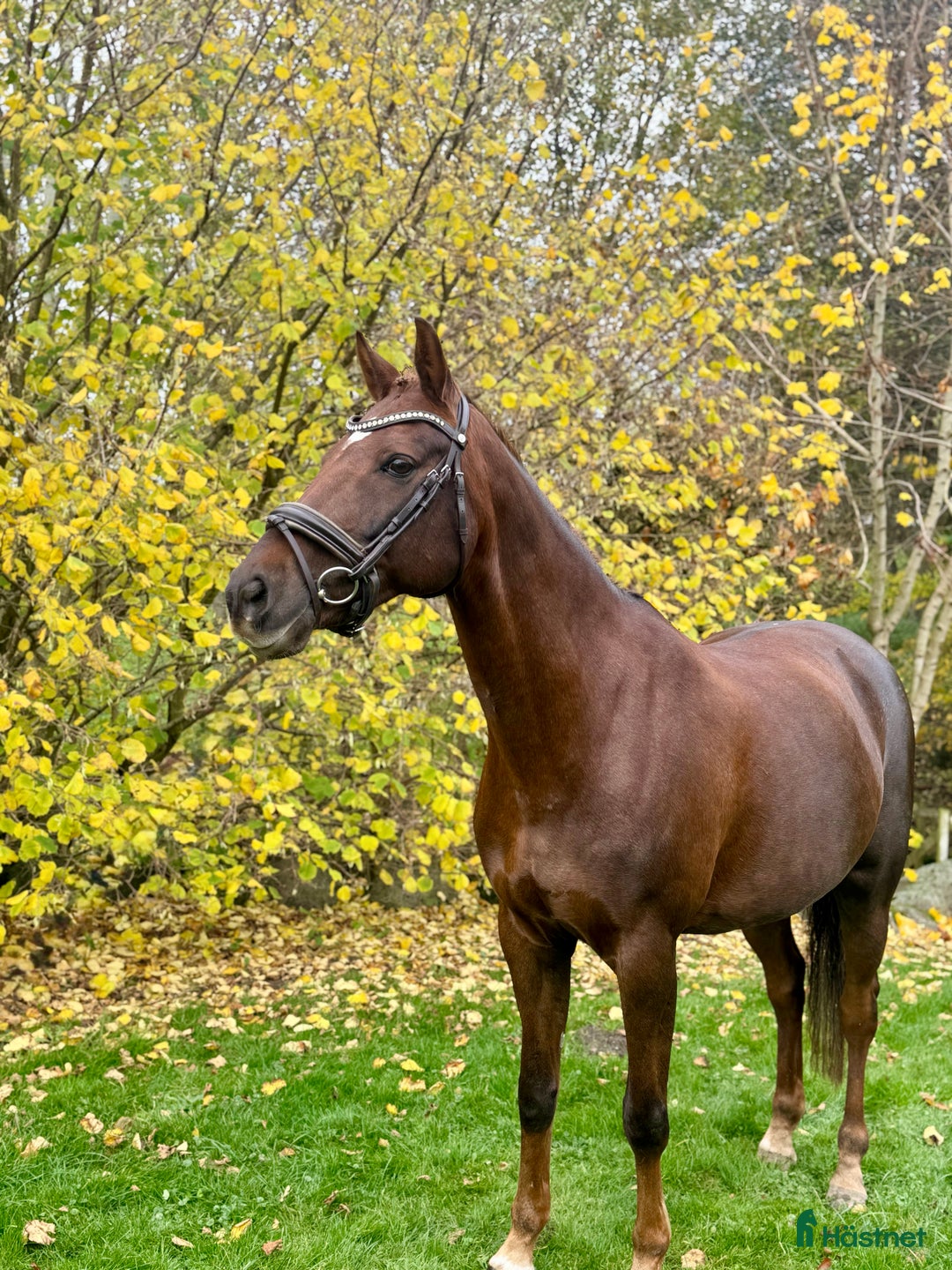 Träns hästutrustning till salu: Brunt Golden Medal dressyr träns  i Flyinge - Annons 2