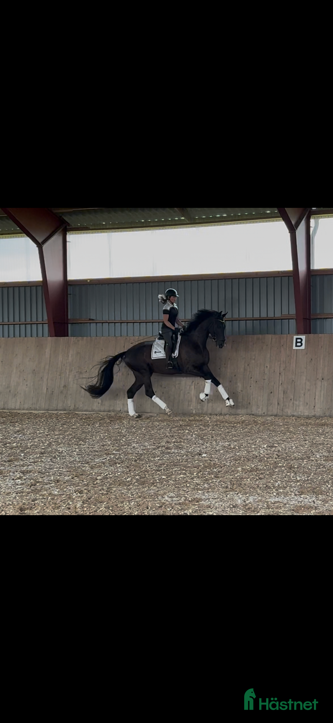 Dressyr hästar till salu: Framtida stjärna! i Båstad - Annons 1