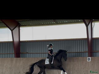 hästar Framtida stjärna! i Båstad - Annons 4