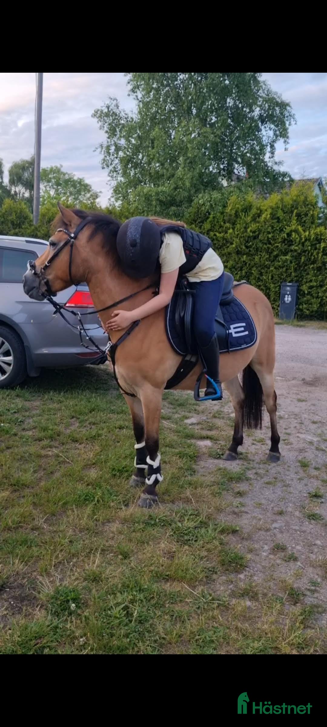 Allround hästar till salu: Diplomsto– russ-sto 130 cm, allround & hjärtevän i Sturkö - Annons 3