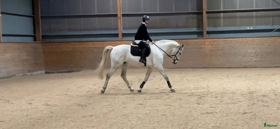 Allround hästar till salu: Finaste valacken i Berga - Annons 3