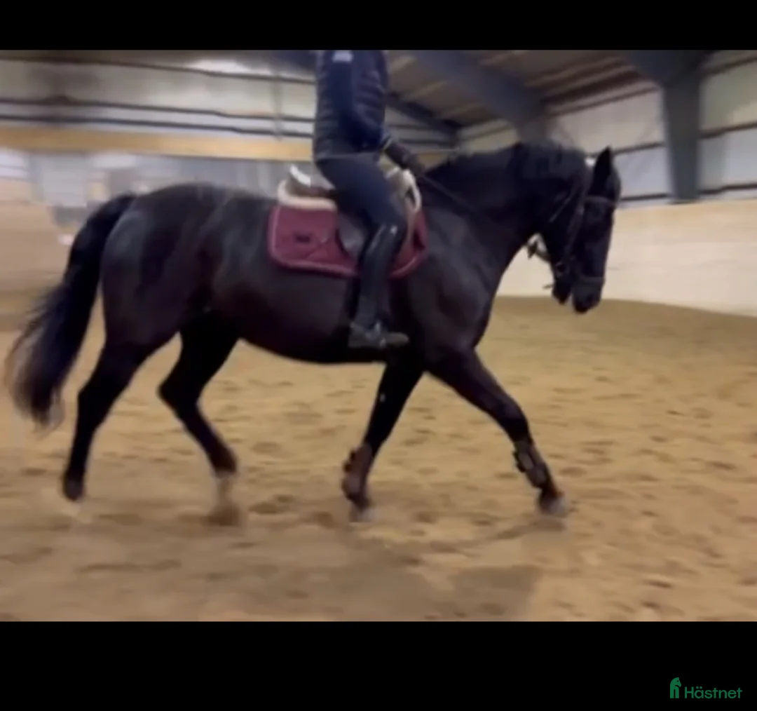 Allround hästar till salu: Vackert sto i Högsjö - Annons 2