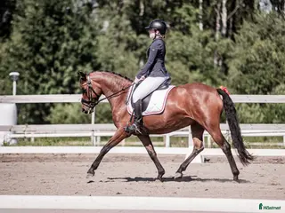 hästar Fin fullstammad Svensk ridponny - Annons 1