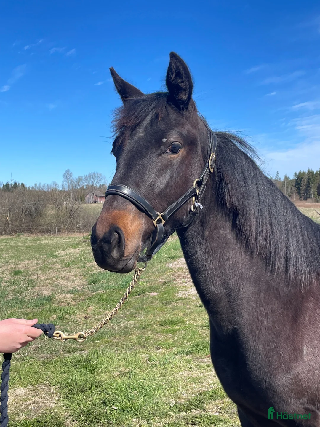 Trav hästar till salu: Välstammad åring - Annons 2