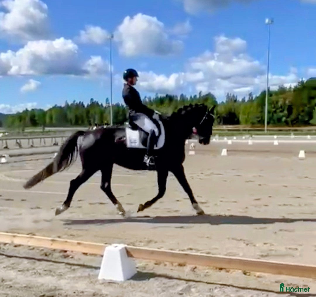  hästar Finaste killen❤️ Rätt hem viktigare än priset i Närkesberg - Annons 8