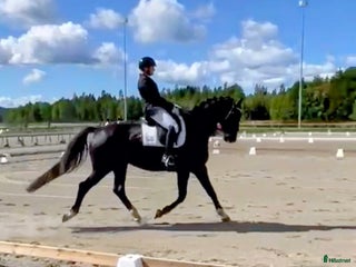 hästar Finaste killen❤️ Rätt hem viktigare än priset i Närkesberg - Annons 12