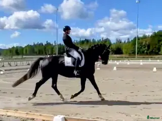 Dressyr hästar till salu: Finaste killen❤️ Rätt hem viktigare än priset i Närkesberg - Annons 2