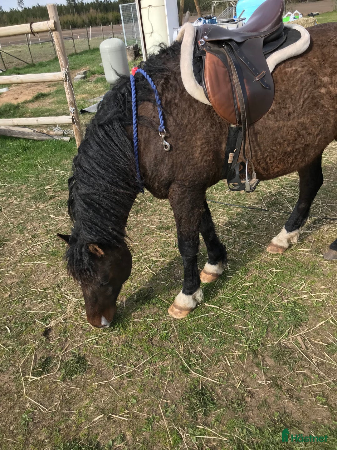  hästjobb finnes: Inridning, tillridning, grundhantering,lastträning i Vinninga - Annons 4