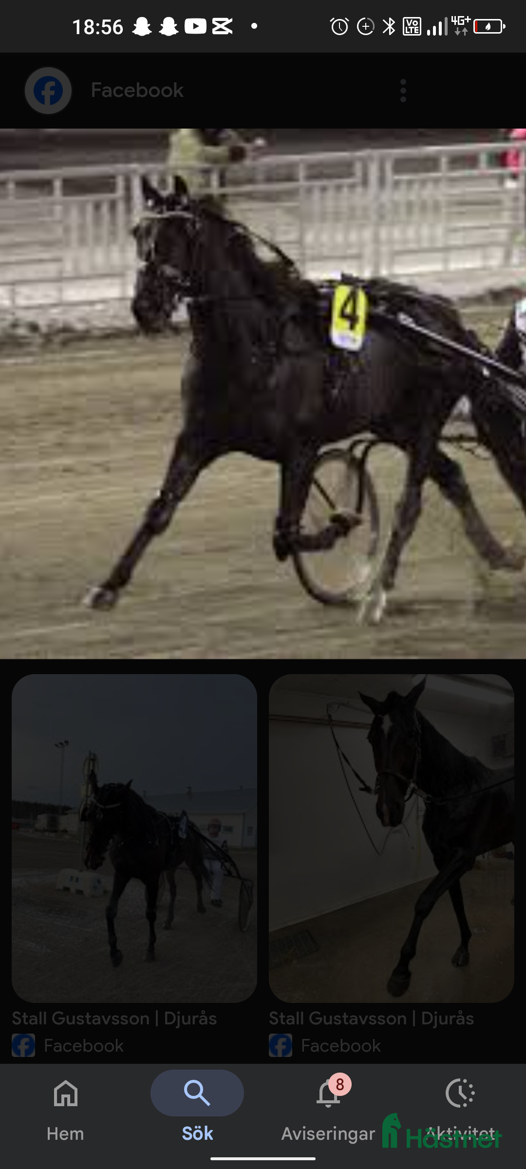  hästar Start häst/ i Djurås - Annons 10
