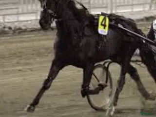 hästar Start häst/ i Djurås - Annons 10