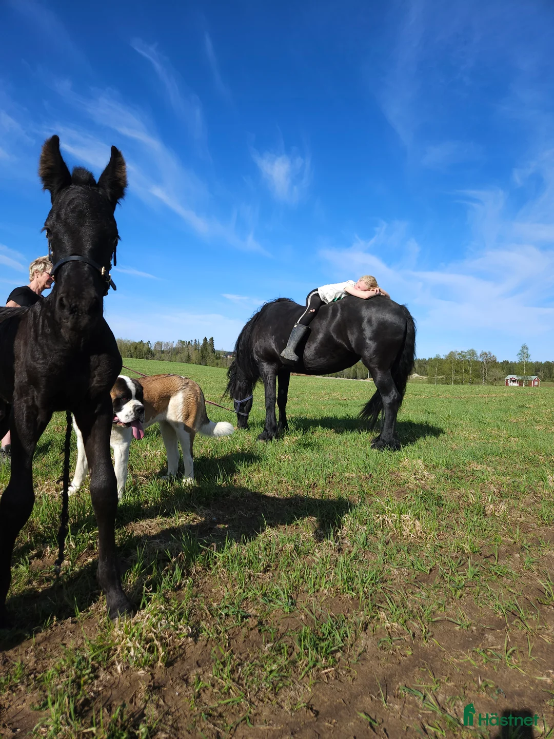 Allround hästar till salu: Trevligt ung frieser - Annons 4