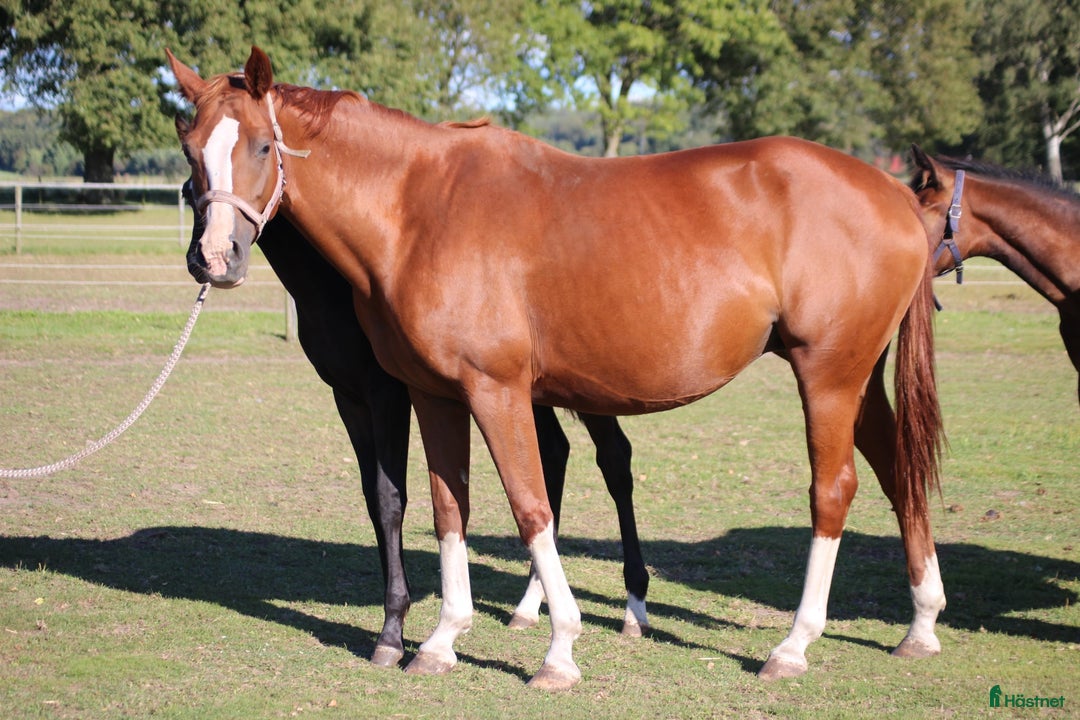 Avelshästar hästar till salu: Dräktig vid Revolution  i Klippan - Annons 2